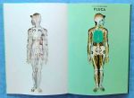 pol_pl_Anatomia-Obraz-ludzkiego-ciala-na-wyjatkowych-azurowy